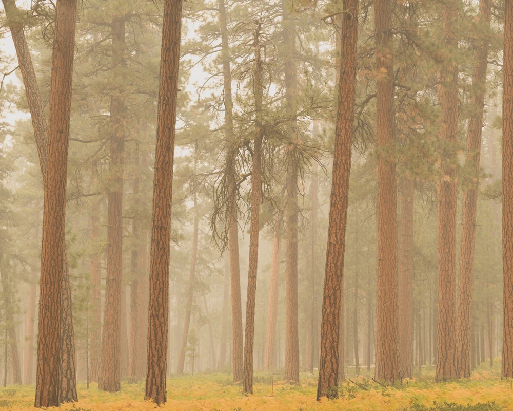 Oregon wildfire smoke photography