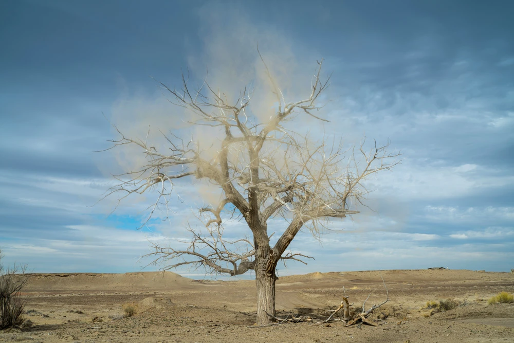 Tiistsoh Sikaad obscured cottonwood