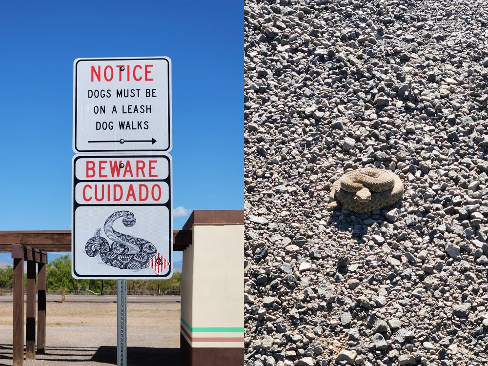 A small rattlesnake on a gravel road