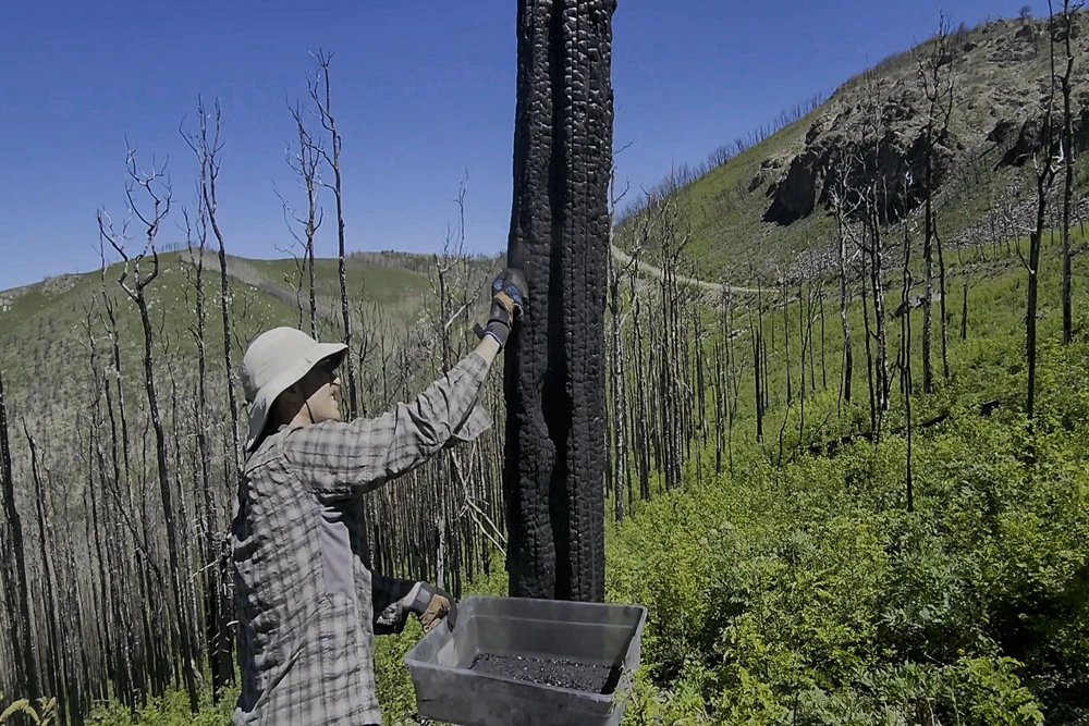 Collecting charcoal near Silver City New Mexico