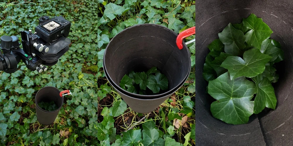 Overhead view of camera and isolated plants