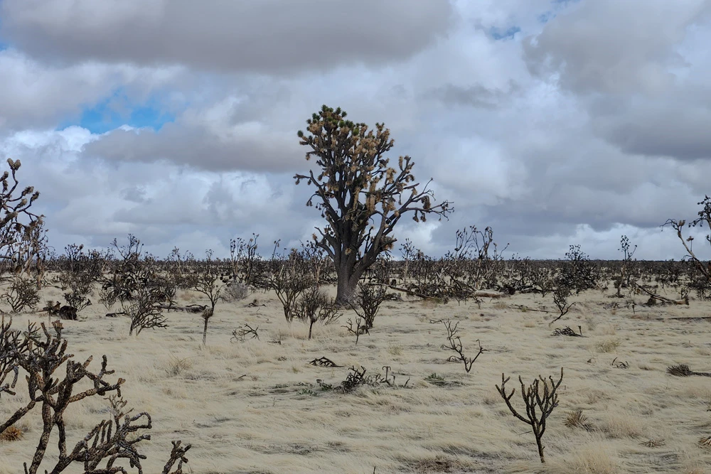 Partially burnt Joshua trees